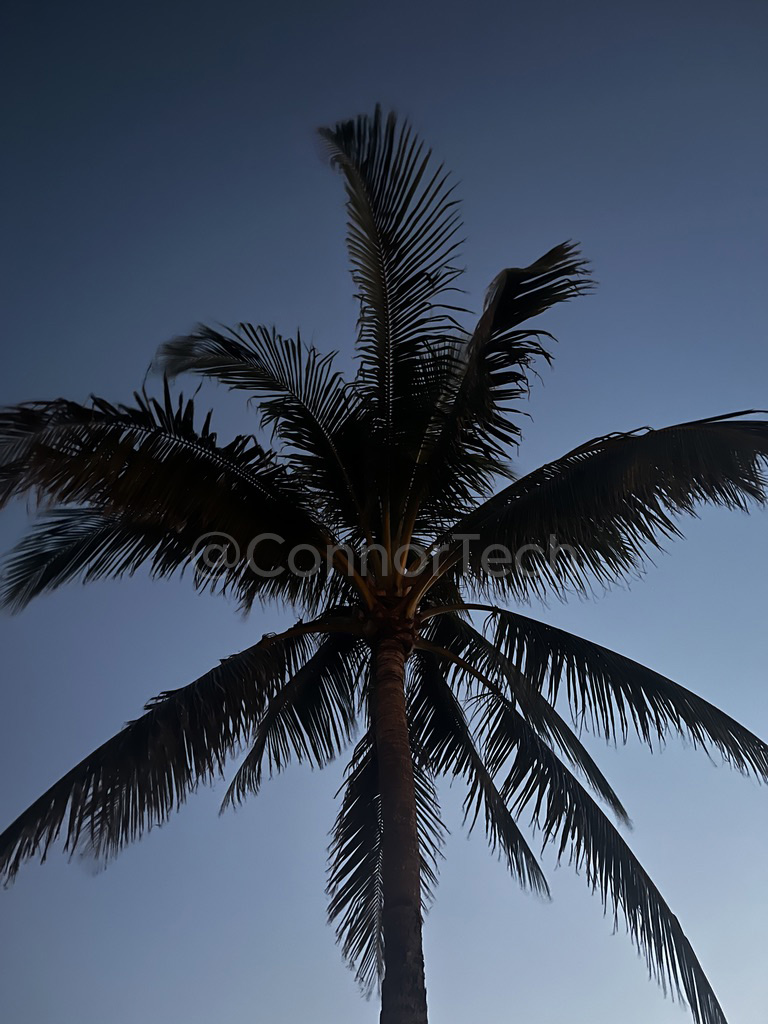 Palm Tree